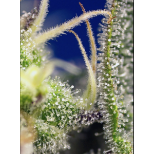 Green Poison XL Auto. Photo 3